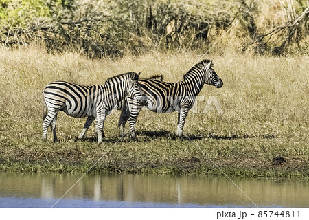 Herd of zebras in the African savannah 85744811