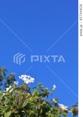 コバノランタナの白い花と青空 85744826