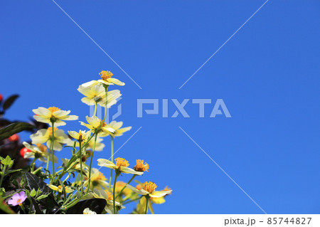 ウィンターコスモスの花と青空 ウィンターコスモスの花と青空 85744827