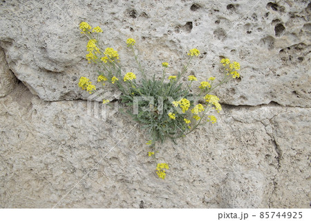 Yellow flowers on the stones. High quality photo Yellow flowers on the stones. High quality photo 85744925
