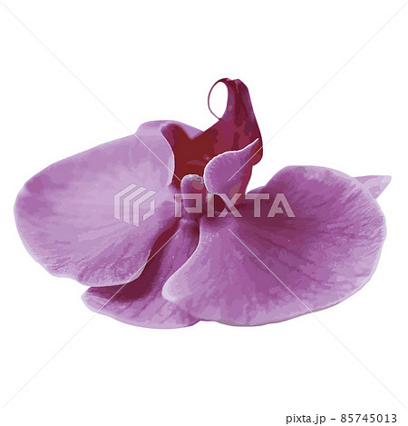 Decorative branch Pink orchid flower. Vector illustration 85745013