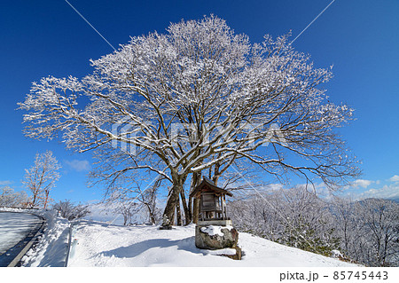 氷着の樹木 85745443