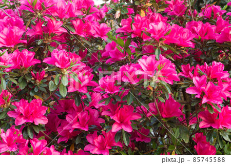 濃いピンクのツツジの花花 85745588