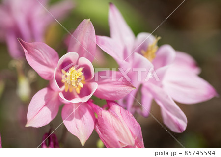 ピンクの西洋オダマキの花のアップ 85745594