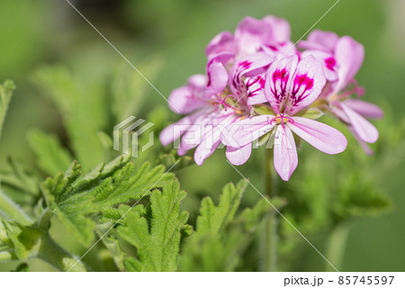 ピンクのローズゼラニウムの花 85745597