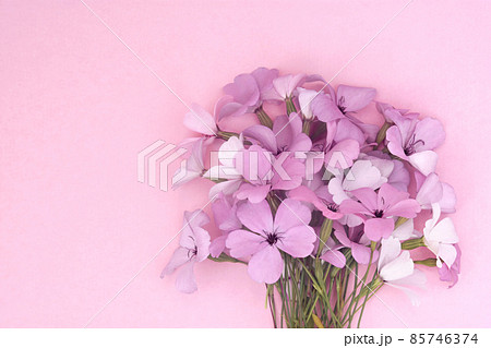 Summer blossoming pink viscaria flowers festive background, pastel and soft bouquet floral card, selective focus, toned Summer blossoming pink viscaria flowers festive background, pastel and soft bouquet floral card, selective focus, toned 85746374