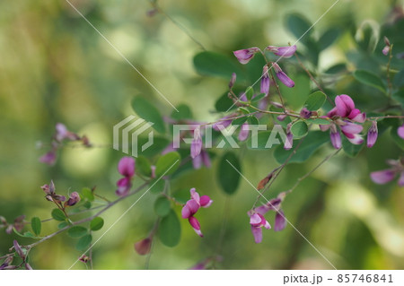 萩の花 萩の花 85746841