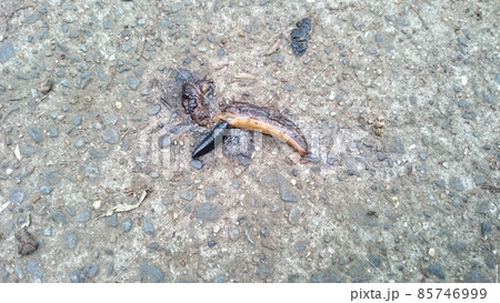 シデムシ シデムシ 85746999