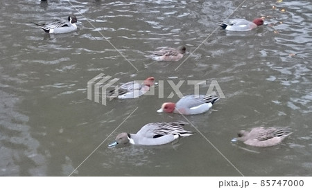 カモ カモ 85747000