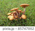 きのこ 85747002