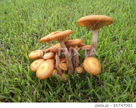 きのこ きのこ 85747002