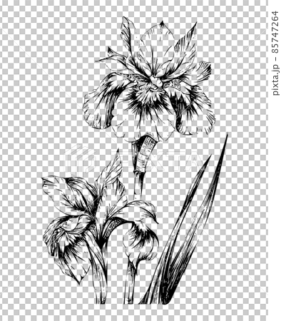 菖蒲の花のラインアート 線画イラストのイラスト素材