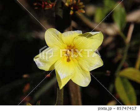 ウンナンオウバイ Japanese jasmine ウンナンオウバイ Japanese jasmine 85747417
