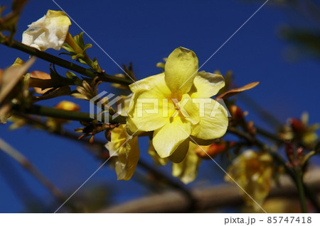 ウンナンオウバイ　Japanese jasmine 85747418
