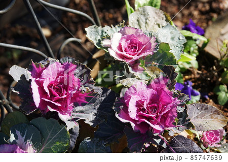 ハボタン ornamental cabbage ハボタン ornamental cabbage 85747639