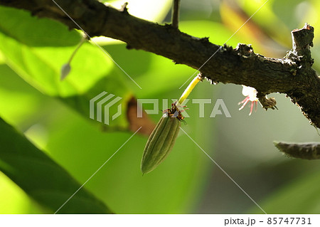 自然 植物 カカオ、出来たて(?)の果実。細くて小さいですがもう筋々が入っています 自然 植物 カカオ、出来たて(?)の果実。細くて小さいですがもう筋々が入っています 85747731