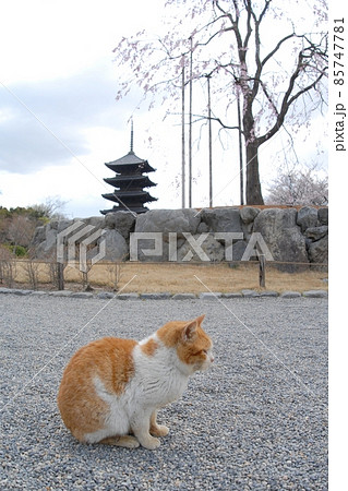 桜咲く京都・東寺で花見を楽しむトラネコ 85747781