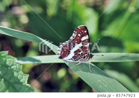 アカマダラの雌（北海道・津別町） 85747923
