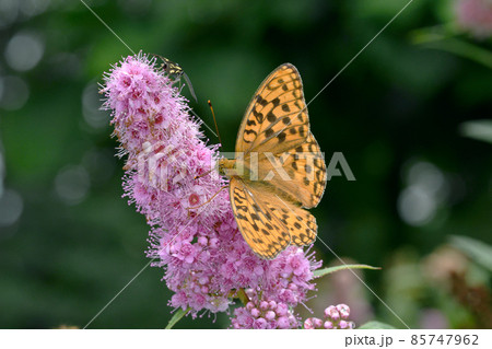 吸蜜するウラギンヒョウモンの雄(北海道・層雲峡) 吸蜜するウラギンヒョウモンの雄(北海道・層雲峡) 85747962