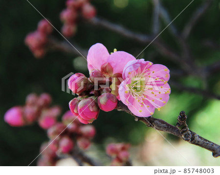 ウメ Japanese apricot ウメ Japanese apricot 85748003
