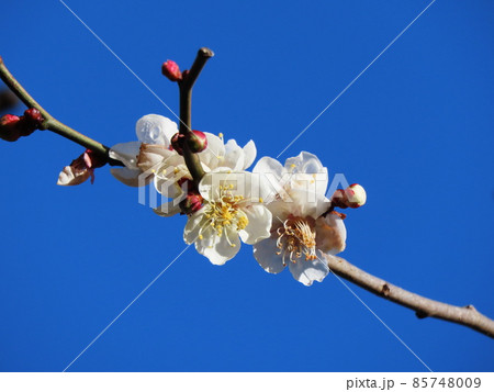 ウメ Japanese apricot ウメ Japanese apricot 85748009