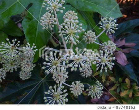 ヤツデの花の写真素材