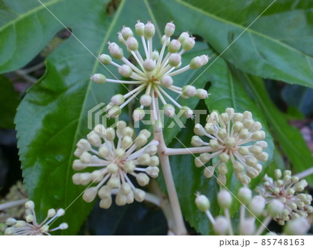 ヤツデの花 ヤツデの花 85748163