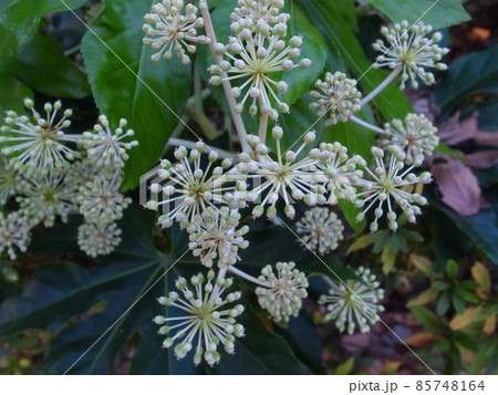 ヤツデの花 ヤツデの花 85748164