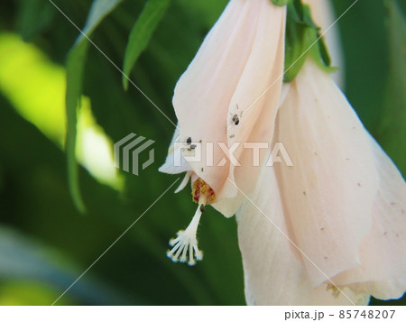 ウナヅキヒメフヨウ Sleeping Hibiscus ウナヅキヒメフヨウ Sleeping Hibiscus 85748207