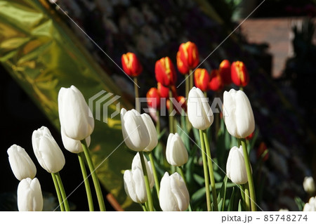 チューリップ　tulip 85748274