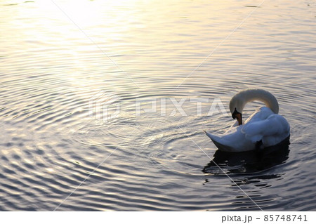 白鳥 コブハクチョウ 白鳥 コブハクチョウ 85748741