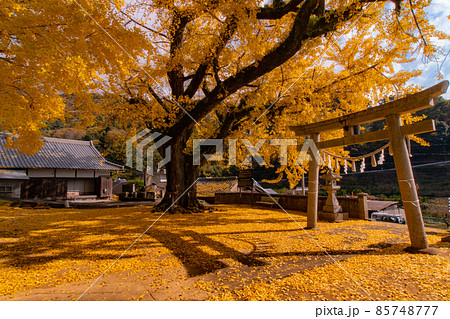 賀茂神社 イチョウの絨毯 和歌山県紀の川市 賀茂神社 イチョウの絨毯 和歌山県紀の川市 85748777