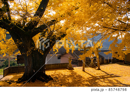 紀の川市賀茂神社の秋　イチョウの絨毯　和歌山県紀の川市 85748798
