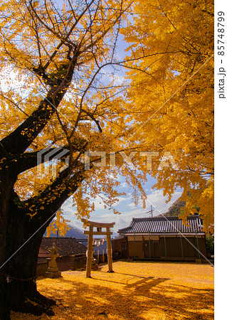 紀の川市賀茂神社の秋　イチョウの絨毯　和歌山県紀の川市 85748799