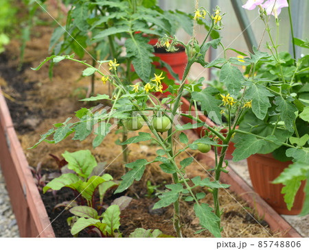 Young plant of tomato in the box in greenhouse or hothouse. Young plant of tomato in the box in greenhouse or hothouse. 85748806