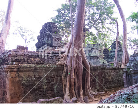Classical picture of Ta Prohm Temple, Angkor, Cambodia 85749716