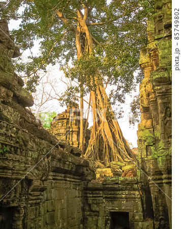 The picture of Ta Prohm Temple, Angkor in Cambodia 85749802