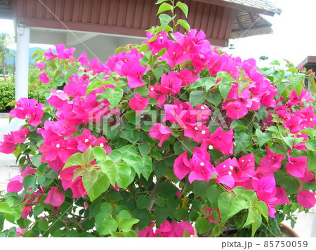 Hibiscus - tropical flowers 85750059