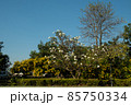 flowers 85750334