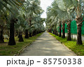 footpath 85750338
