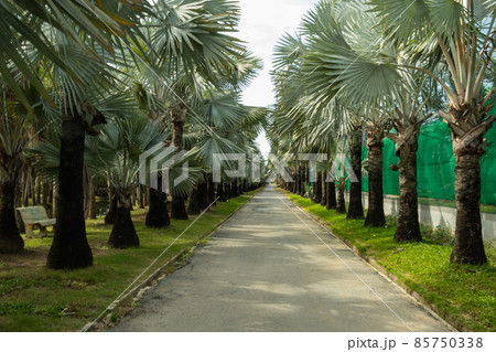 footpath 85750338