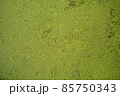 duckweeds 85750343