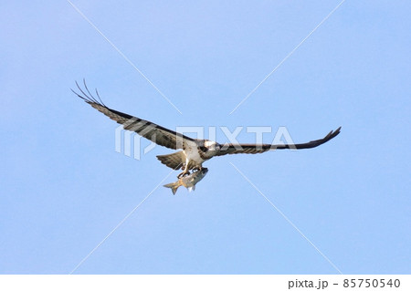 野鳥 ハエ 飛行 85750540