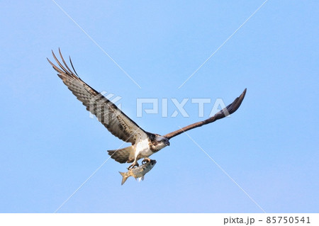 野鳥 ハエ 飛行 85750541