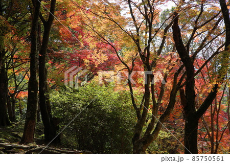鮮やか色づくイロハモミジの葉 鮮やか色づくイロハモミジの葉 85750561