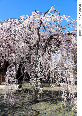 立本寺の枝垂れ桜 85750850
