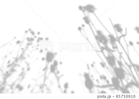 Summer background from the shadow of a sprig of field grass on a white wall. White and black for photo or mockup 85750910