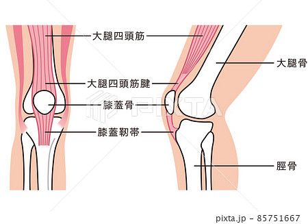 膝關節解釋圖運動損傷跳線膝蓋 插圖素材 圖庫