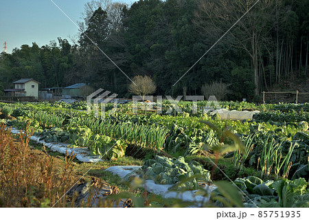 小野路の野菜畑 小野路の野菜畑 85751935