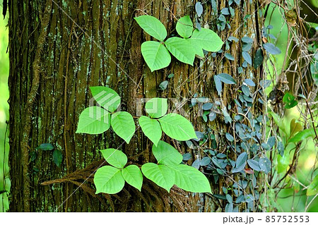 ツタウルシの若葉　【相模原市津久井　5月】 85752553